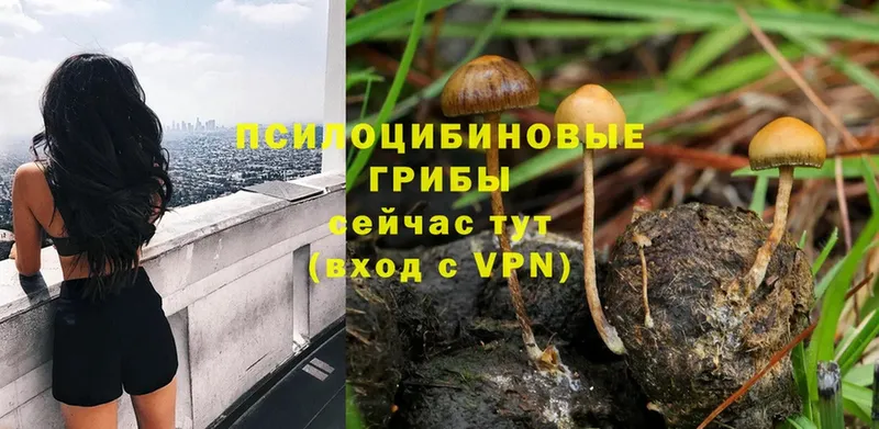 Псилоцибиновые грибы Magic Shrooms  kraken ТОР  Богородск 